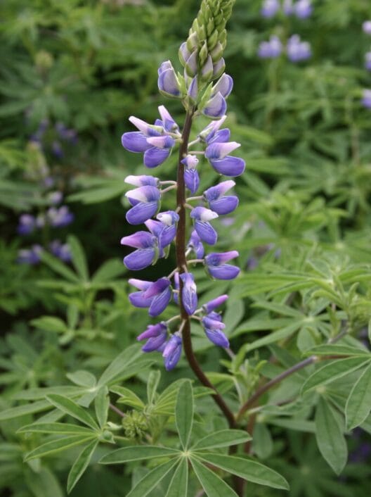 lupine in Yosemite national park